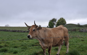 AUBRAC - jour 3 - 2026